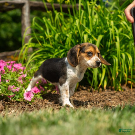 Beagle dogs for sale - Ad 5