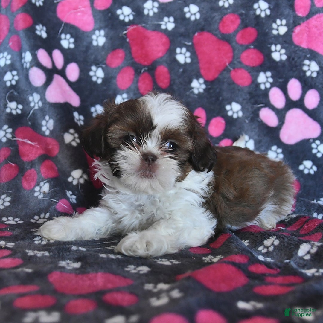 Shih Tzu dogs for sale: Charlie - Image 11
