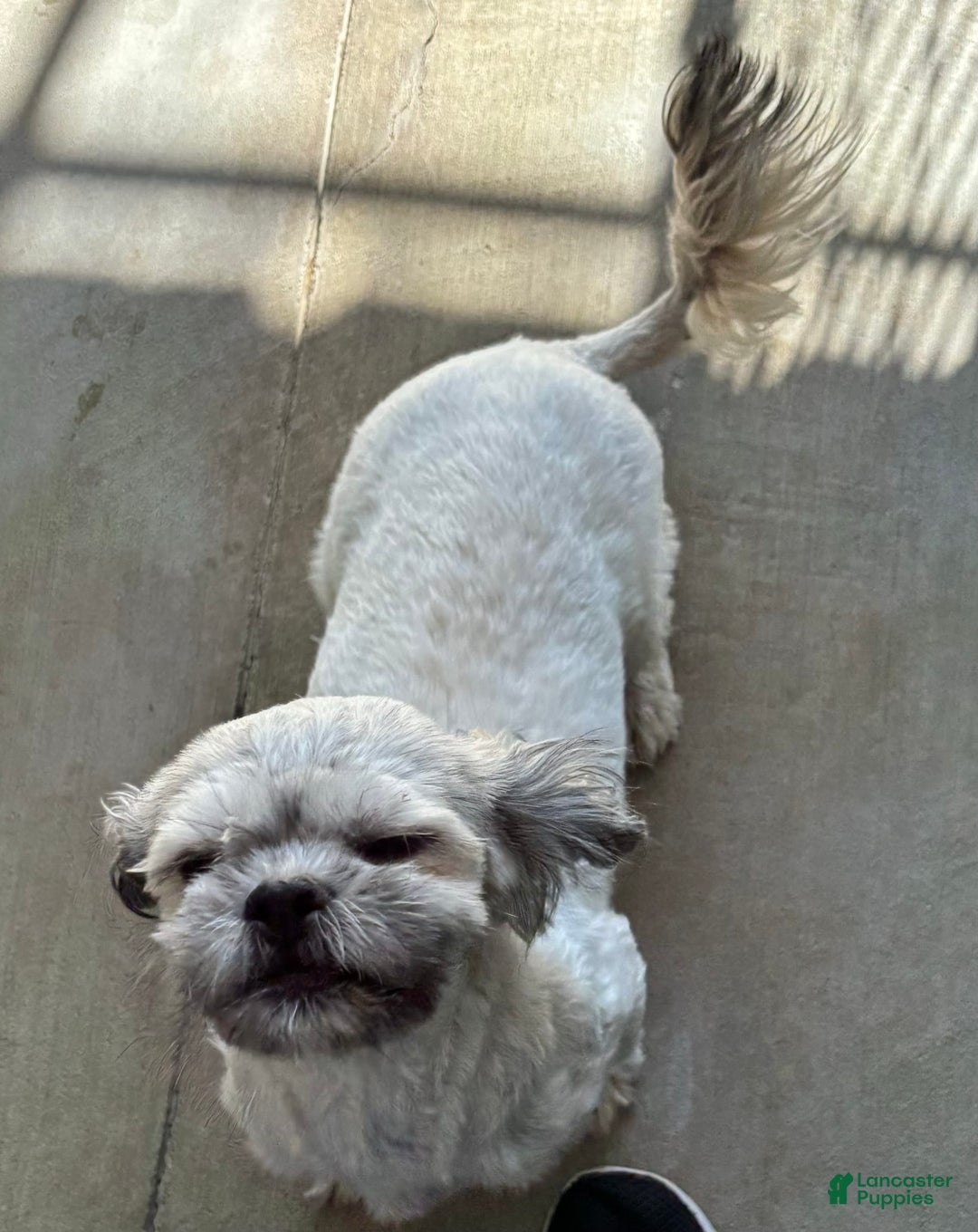 Shihpoo dogs for sale: Crumble - Image 4