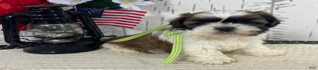 Rudy