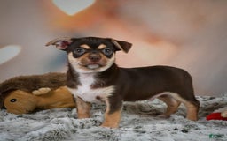 Chihuahua dogs for sale: Ollie - Image 6
