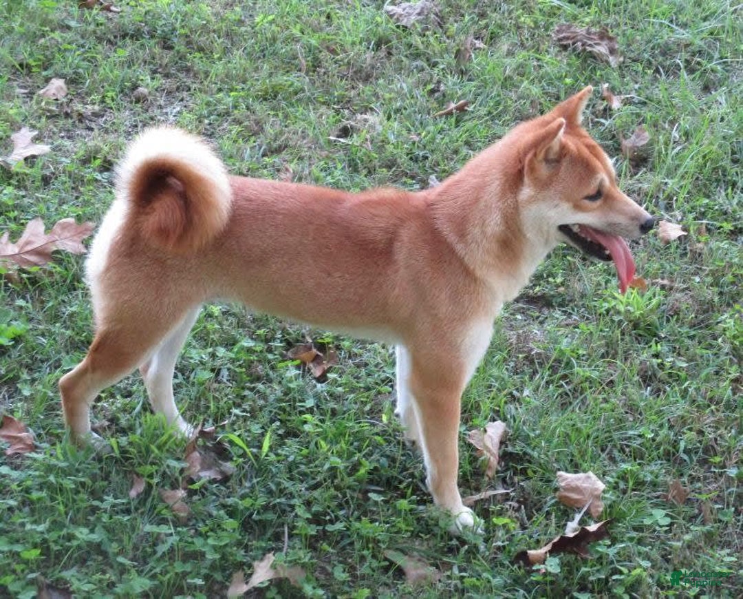 Shiba Inu dogs for sale: Larry - Image 67