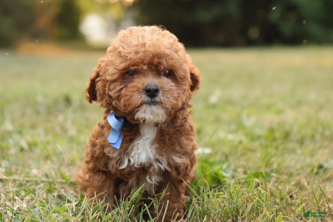 Toy Poodle dogs for sale: Reese - Image 5