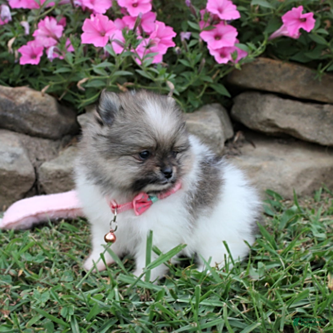 Pomeranian dogs for sale: Kylie - Image 11