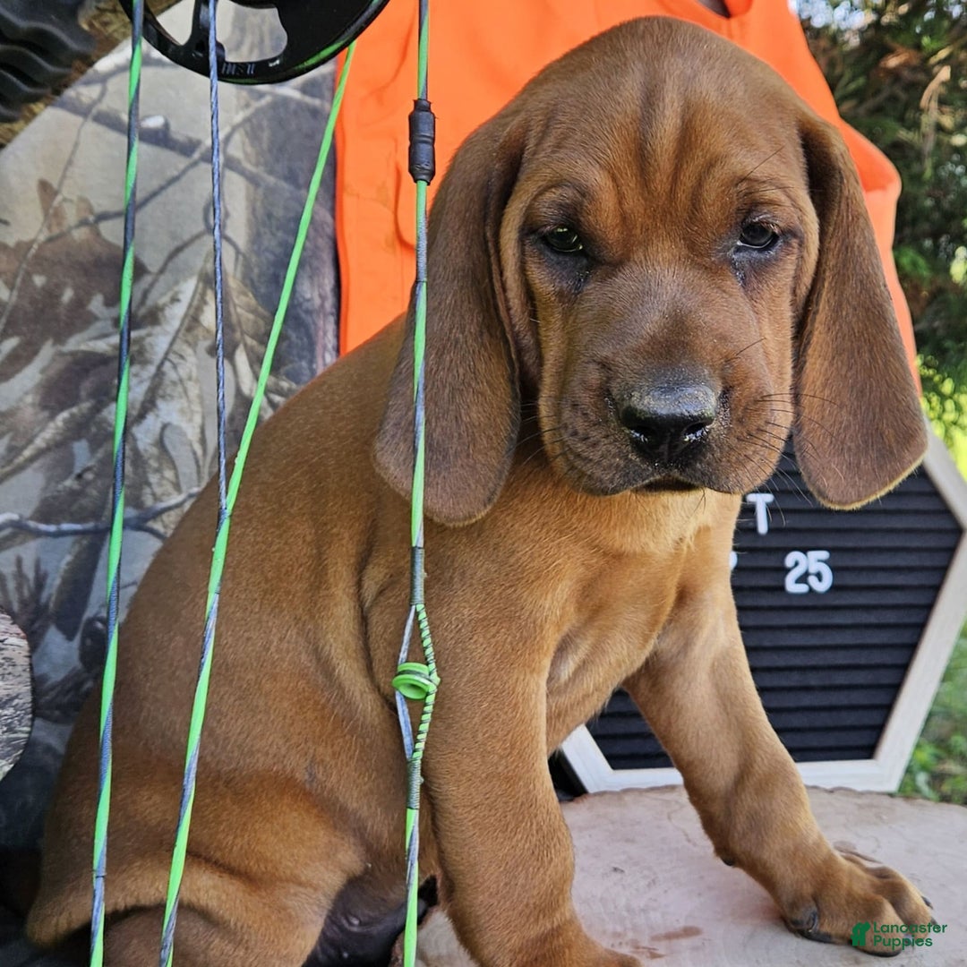 Redbone Coonhound dogs for sale: Hoyt - Image 2