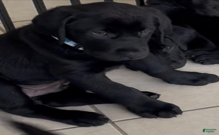 Labrador Retriever dogs for sale - Ad 5