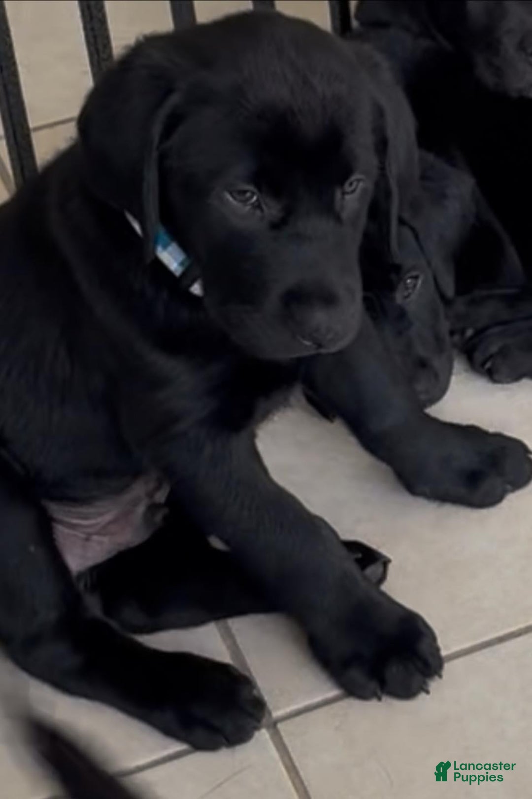 Labrador Retriever dogs for sale: Bolt - Image 1