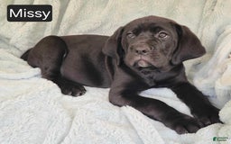 Cane Corso dogs for sale: Missy - Image 4