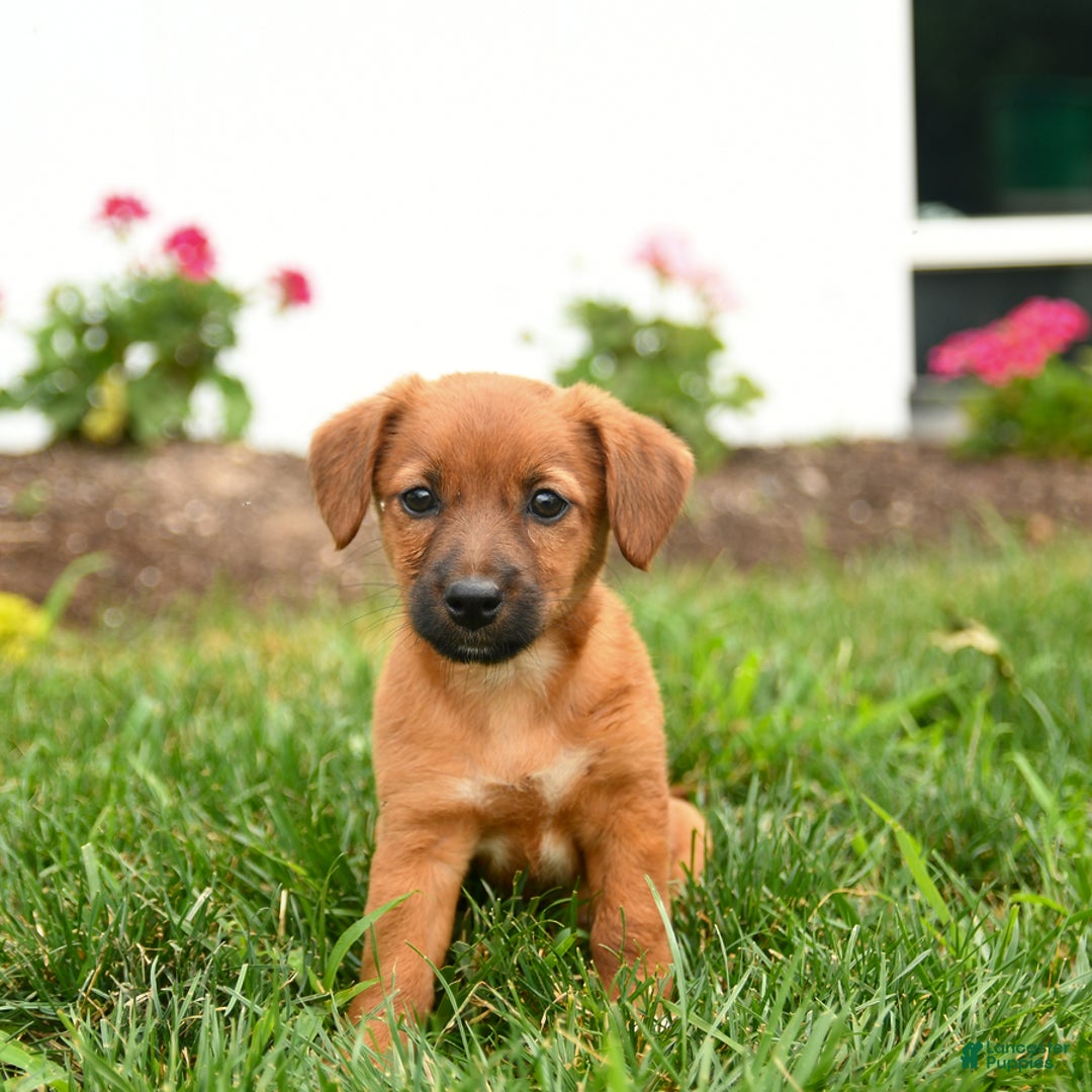 Jack Russell Terrier dogs for sale: Kylie - Image 2