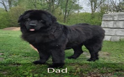 Newfoundland dogs for sale: Amber - Image 6