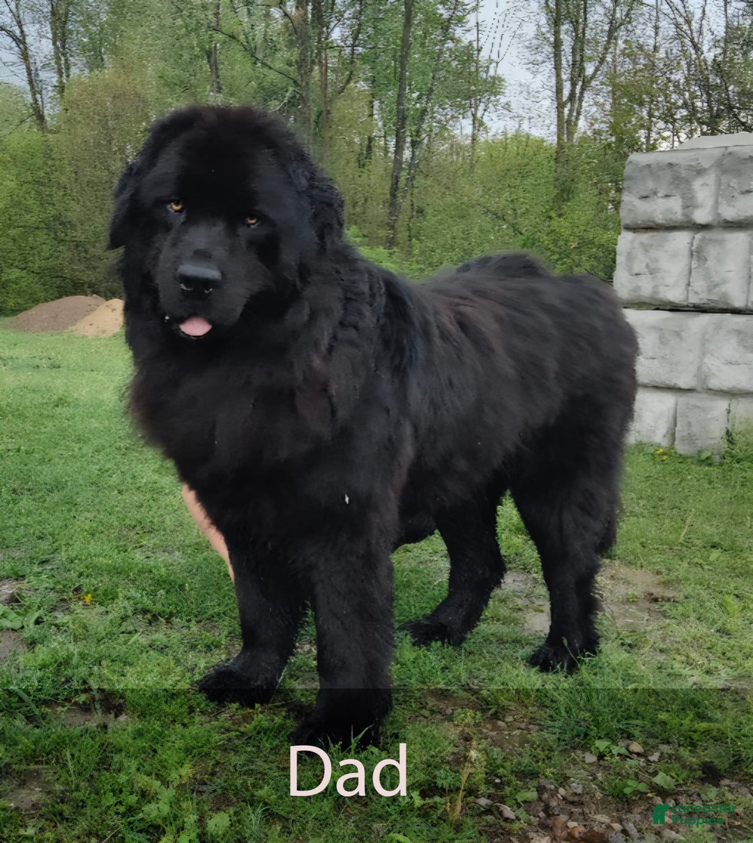 Newfoundland dogs for sale: Amber - Image 6