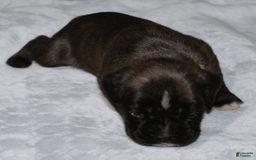 Boxer dogs for sale: Pink Collar Female - Image 2