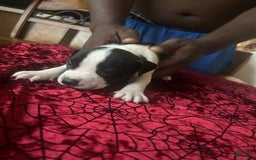 American Pit Bull Terrier dogs for sale: Cowdog - Image 1