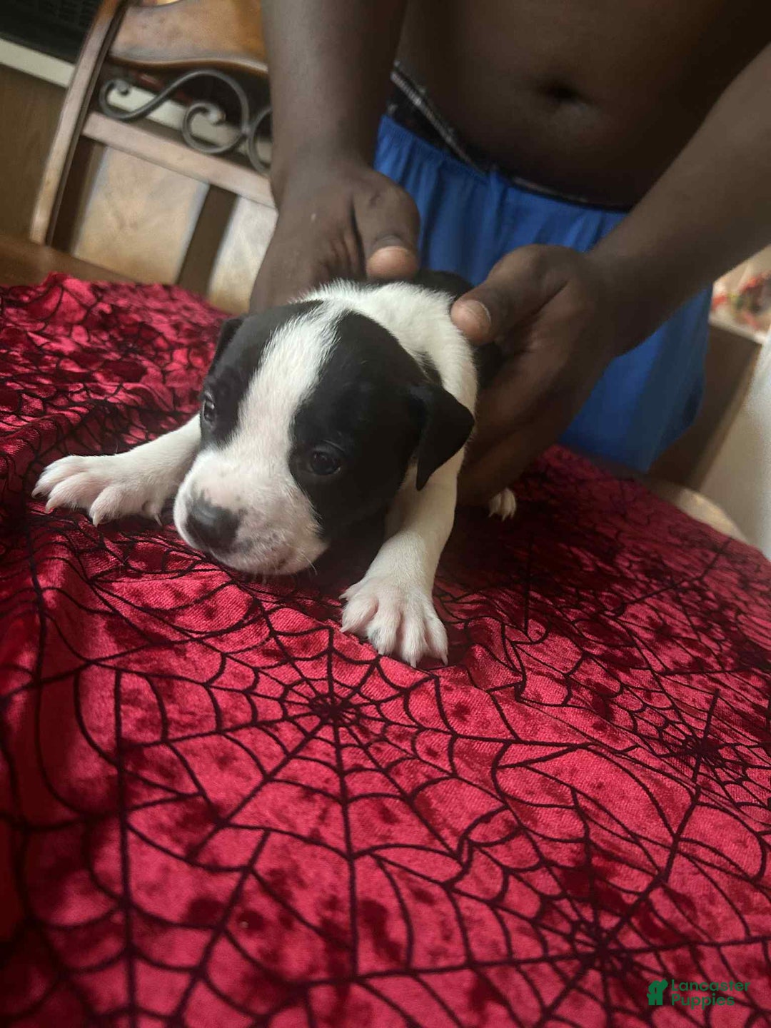 American Pit Bull Terrier dogs for sale: Cowdog - Image 1