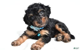 Cavapoo dogs for sale: Brooklyn - Image 2