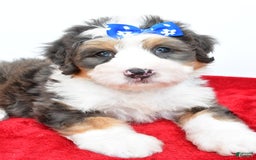 Mini Bernedoodle dogs for sale: Edgar - Image 3