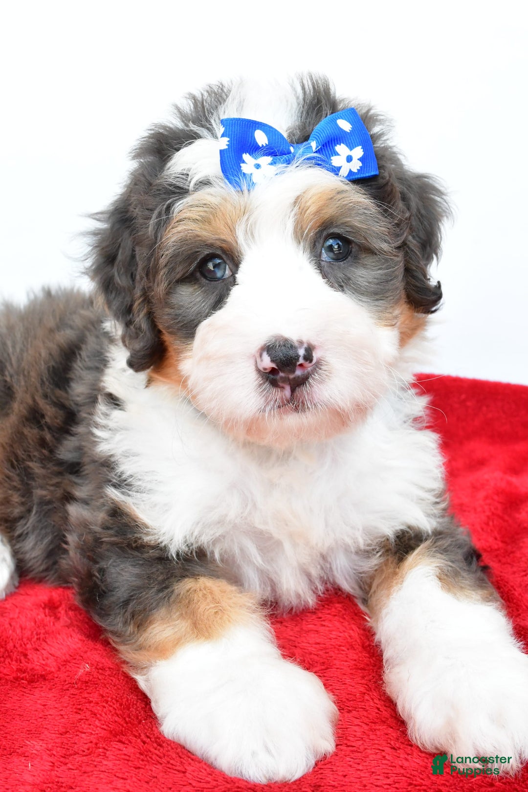 Mini Bernedoodle dogs for sale: Edgar - Image 3