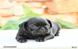 Pug dogs for sale: Jennie - Image 4