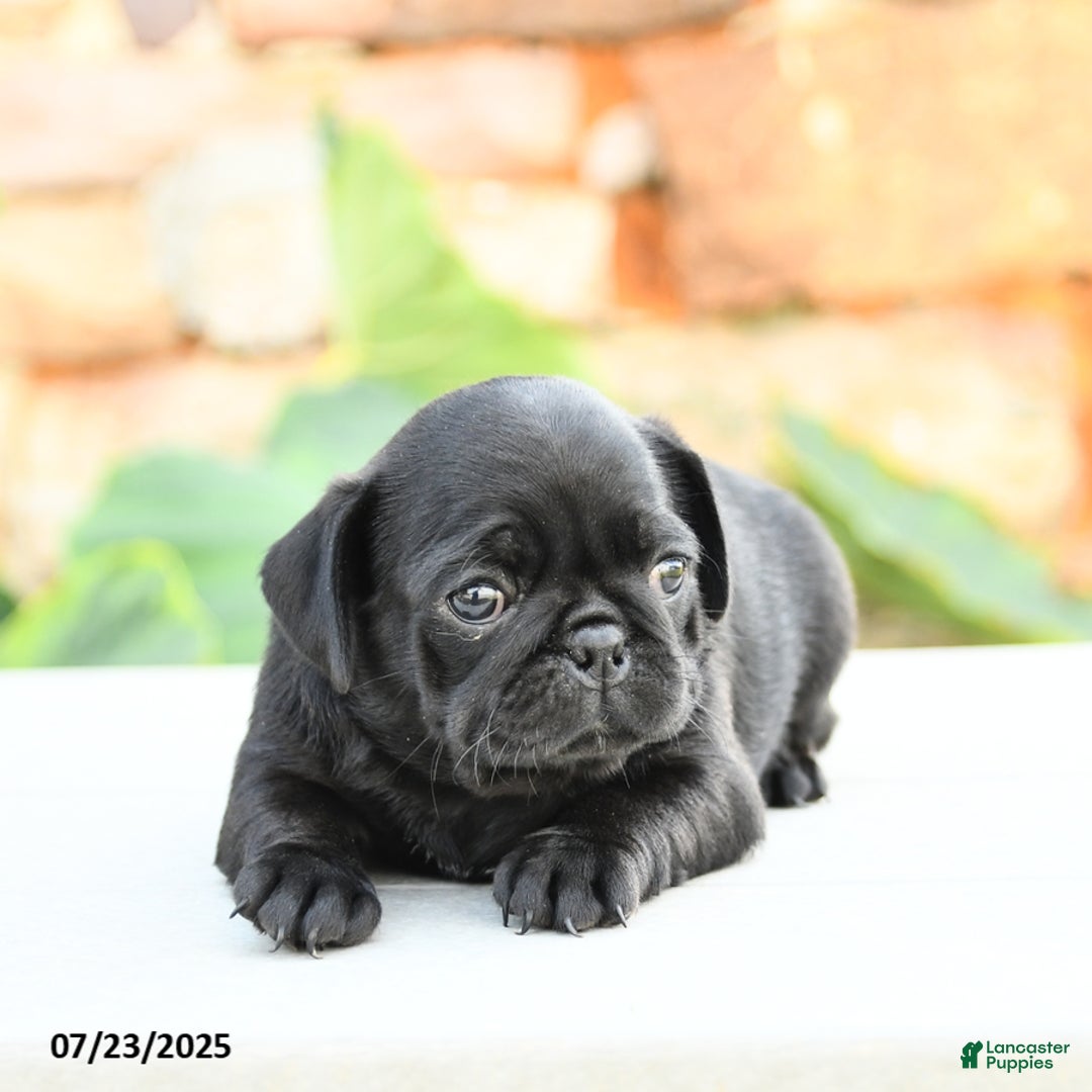 Pug dogs for sale: Jennie - Image 4