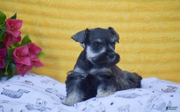 Miniature Schnauzer dogs for sale: Vanessa - Image 5