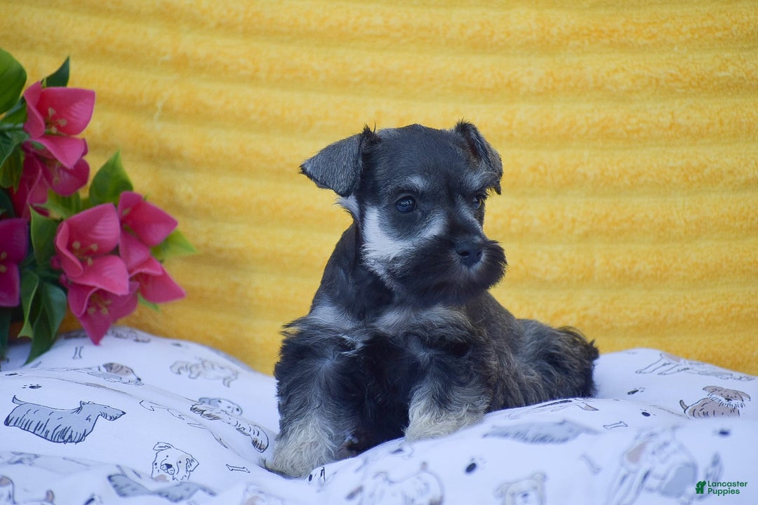 Miniature Schnauzer dogs for sale: Vanessa - Image 5