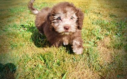 Havapoo dogs for sale: Harmony - Image 4
