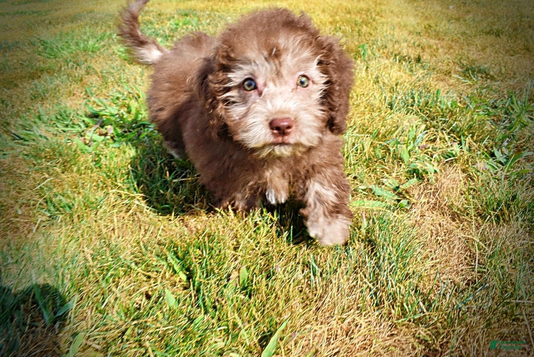 Havapoo dogs for sale: Harmony - Image 4