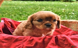 Cavalier King Charles Spaniel dogs for sale: Flossie - Image 10