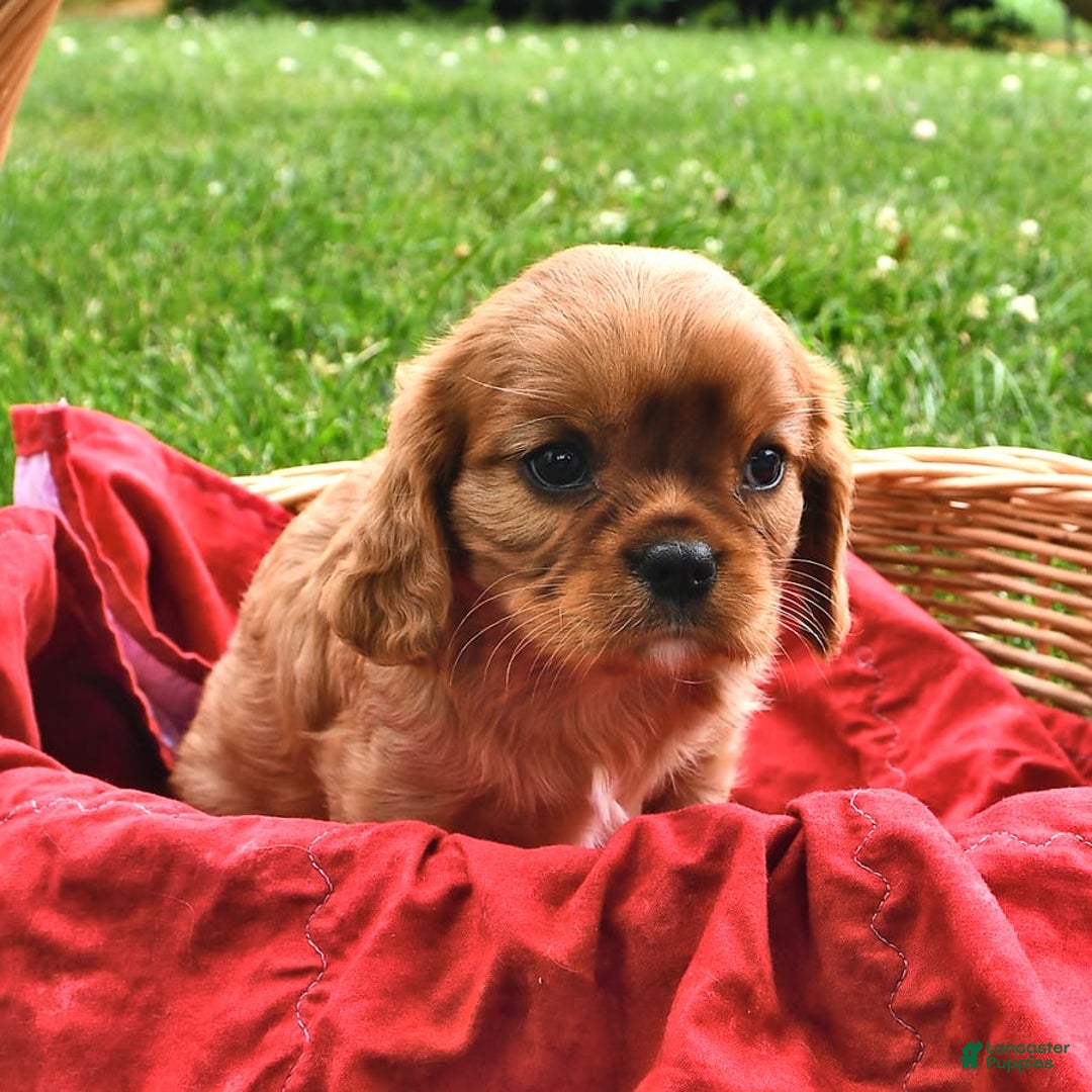 Cavalier King Charles Spaniel dogs for sale: Flossie - Image 10
