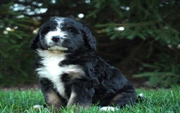Bernedoodle dogs for sale: Sissy - Image 4