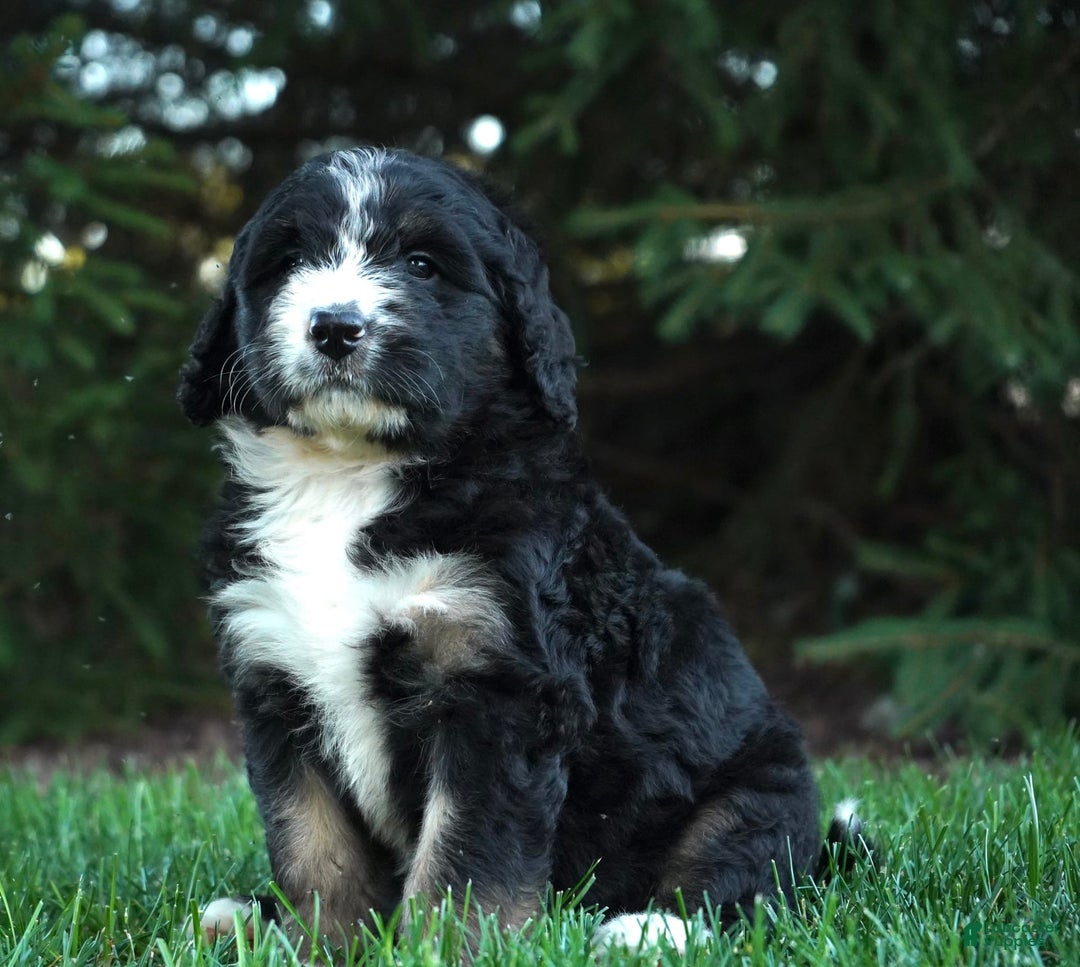 Bernedoodle dogs for sale: Sissy - Image 4