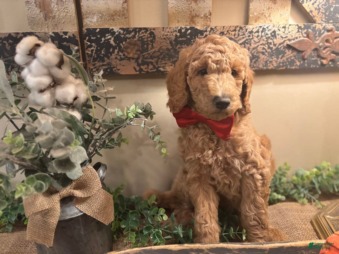 Goldendoodle dogs for sale: Scud - Image 1