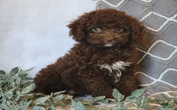 Cockapoo dogs for sale: Ellie - Image 2