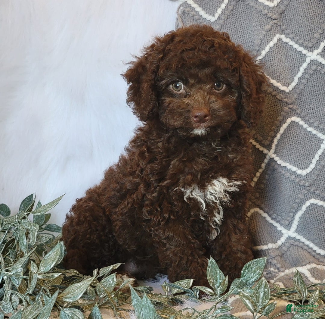 Cockapoo dogs for sale: Ellie - Image 2