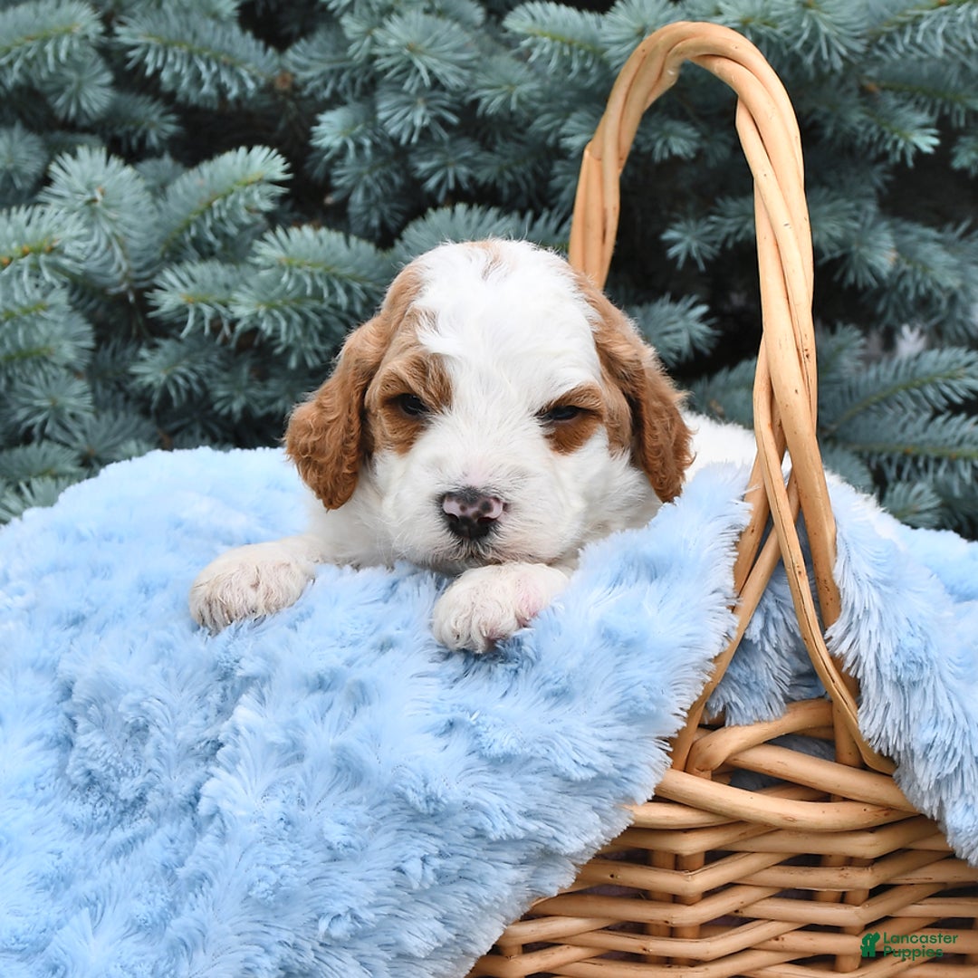 Standard Poodle dogs for sale: Dakota - Image 6