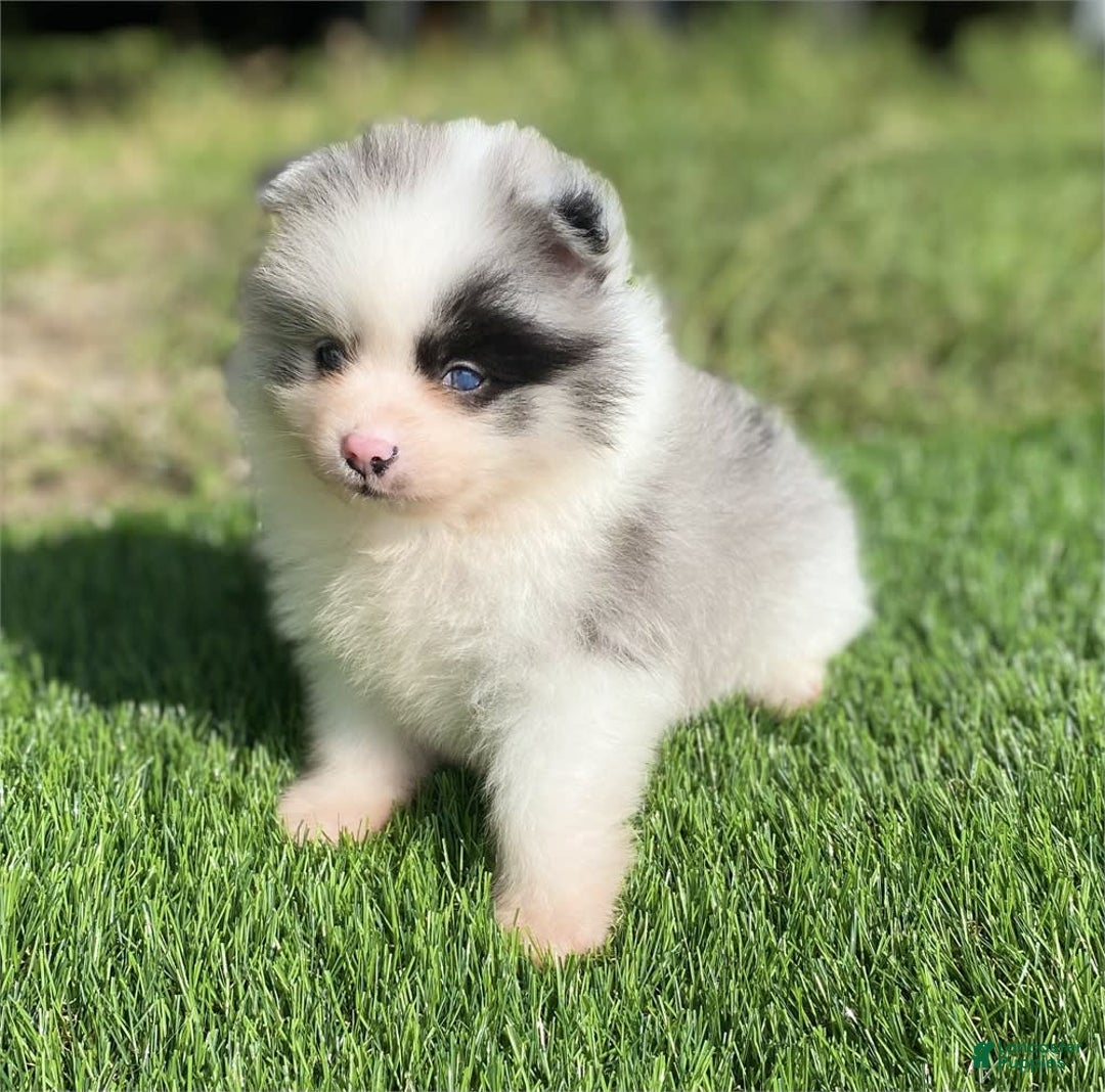 Pomeranian dogs for sale: Prada - Image 1
