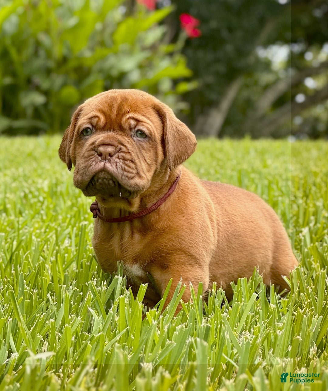 Dogue De Bordeaux dogs for sale: Green Female - Image 3