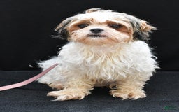Shorkie dogs for sale: Natasha - Image 7