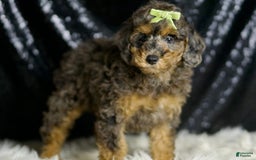 Miniature Poodle dogs for sale: Taki - Image 2