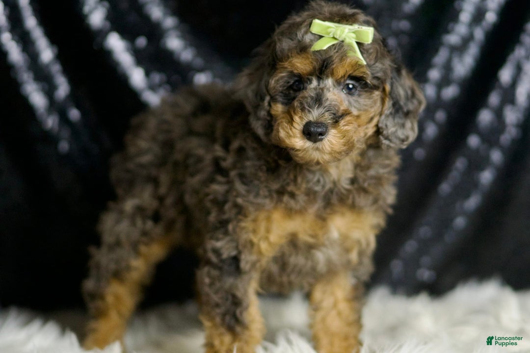 Miniature Poodle dogs for sale: Taki - Image 2