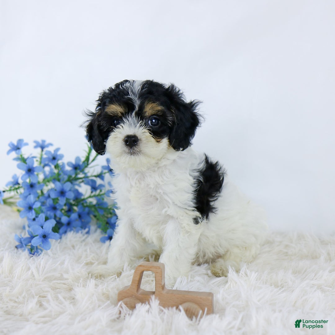 Cavapoo dogs for sale: Beau - Image 3