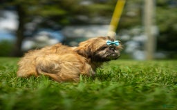 Shih Tzu dogs for sale: Cinnamon Toast Crunch - Image 6