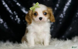 Cavalier King Charles Spaniel dogs for sale: Roman - Image 4