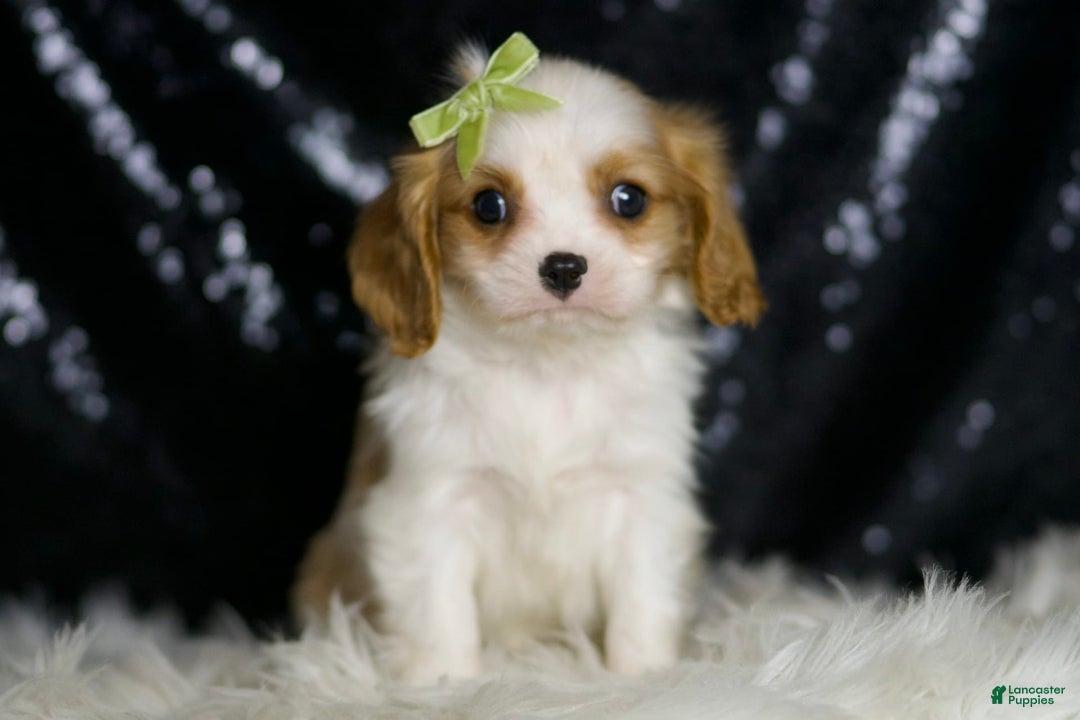 Cavalier King Charles Spaniel dogs for sale: Roman - Image 4
