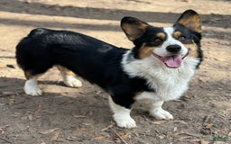 Welsh Corgi Pembroke dogs for sale: Girl One - Image 6