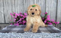 Mini Goldendoodle dogs for sale: Angie - Image 2