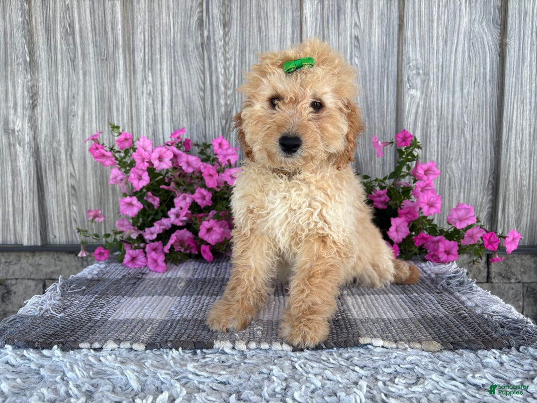 Mini Goldendoodle dogs for sale: Angie - Image 2
