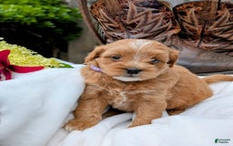 Mini Bernedoodle dogs for sale: Bella B. - Image 8