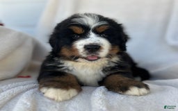 Bernese Mountain Dog dogs for sale: Bailey - Image 7