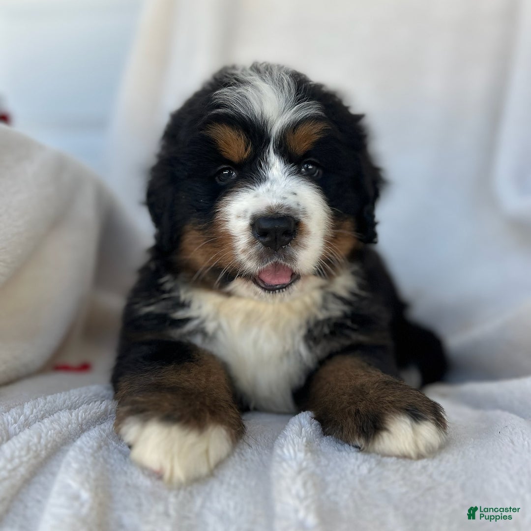 Bernese Mountain Dog dogs for sale: Bailey - Image 7